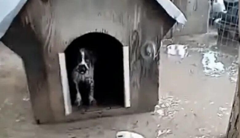 Ορεστιάδα: Έσωσε το σκυλάκι του που κινδύνευε να πνιγεί στο πλημμυρισμένο σπίτι