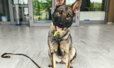 Σέρρες: Ο αστυνομικός σκύλος ξετρύπωσε ποσότητα ναρκωτικών σε σπίτι 39χρονου