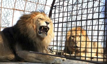 Στην Αλβανία κατέληξαν τα δύο λιοντάρια και οι δύο τίγρεις που εντοπίστηκαν στον Προμαχώνα