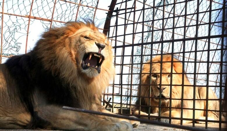 Στην Αλβανία κατέληξαν τα δύο λιοντάρια και οι δύο τίγρεις που εντοπίστηκαν στον Προμαχώνα