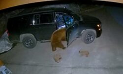 ΗΠΑ: Αρκούδα ανοίγει πόρτες αυτοκινήτου και κλέβει σνακ για τα μωρά της – Δείτε το βίντεο