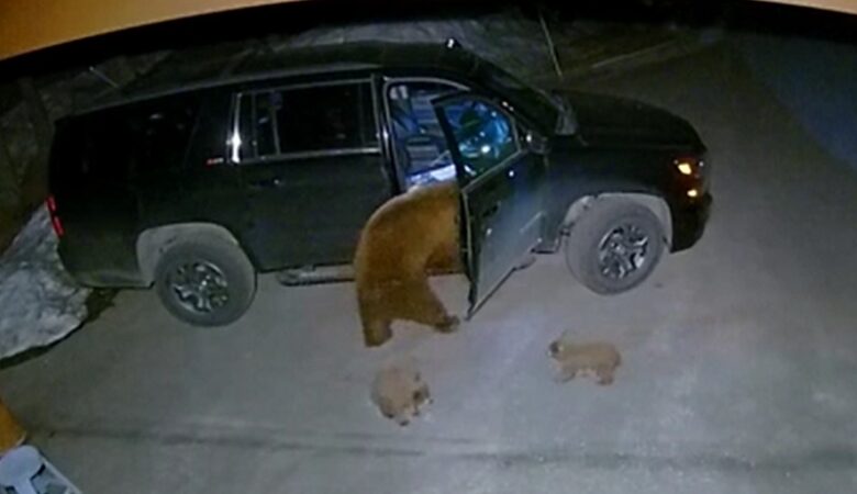 ΗΠΑ: Αρκούδα ανοίγει πόρτες αυτοκινήτου και κλέβει σνακ για τα μωρά της – Δείτε το βίντεο