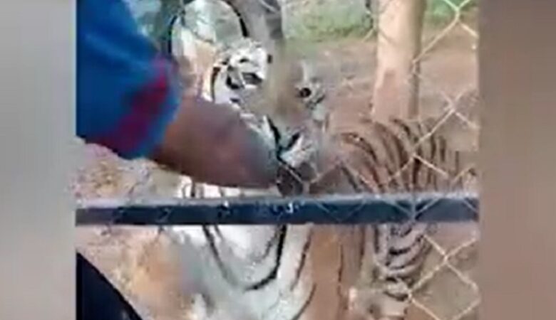 Μεξικό: Τρομακτικό βίντεο με τίγρη να δαγκώνει φύλακα πάρκου ο οποίος πέθανε από ανακοπή
