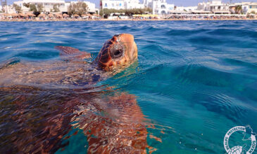 Μωβ Μέδουσες: Η θαλάσσια χελώνα της Νάξου που τις καταβροχθίζει