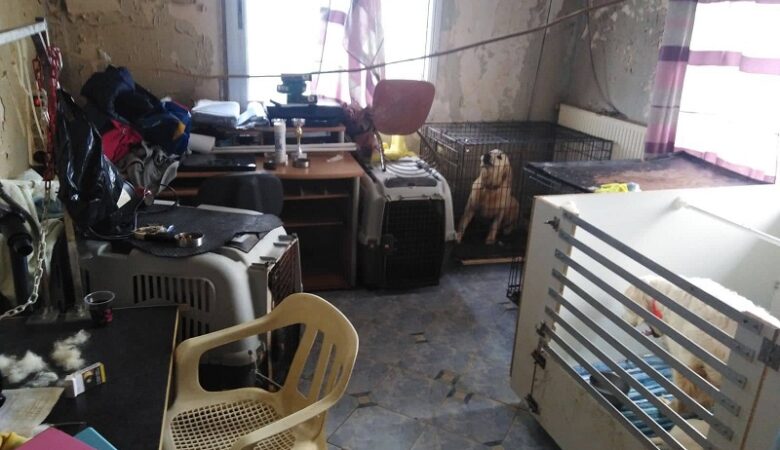 Θεσσαλονίκη: Δίωξη σε 60χρονη που κρατούσε 16 σκυλιά σε διαμέρισμα στην Τούμπα – Εικόνες σοκ