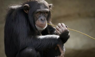 Αττικό Ζωολογικό Πάρκο: Βίντεο ντοκουμέντο με θανάτωση χιμπατζή που πήγε να διαφύγει – Γιατί «ήταν αδύνατο να ναρκωθεί»