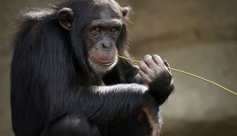 Αττικό Ζωολογικό Πάρκο: Βίντεο ντοκουμέντο με θανάτωση χιμπατζή που πήγε να διαφύγει – Γιατί «ήταν αδύνατο να ναρκωθεί»