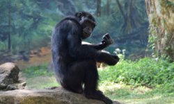 Παρέμβαση του υπουργείου Περιβάλλοντος για τη θανάτωση χιμπατζή στο Αττικό Πάρκο – Η επιστολή του Γιώργου Αμυρά