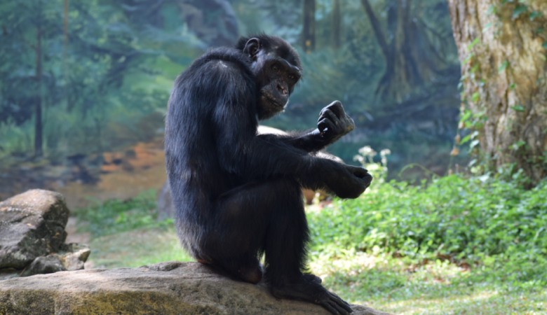 Παρέμβαση του υπουργείου Περιβάλλοντος για τη θανάτωση χιμπατζή στο Αττικό Πάρκο – Η επιστολή του Γιώργου Αμυρά