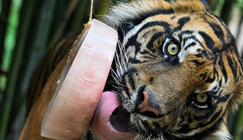 Ιταλία: Με παγωτά ανακουφίζουν από τον καύσωνα τα ζώα στο ζωολογικό κήπο στη Ρώμη