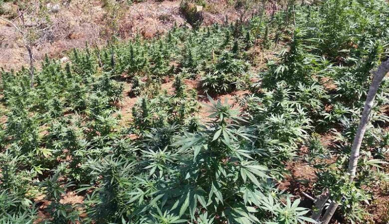 Χασισοφυτεία «μαμούθ» εντοπίστηκε στην Κορινθία
