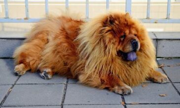 Θεσσαλονίκη: Ληστής «προδόθηκε» από τον σκύλο του