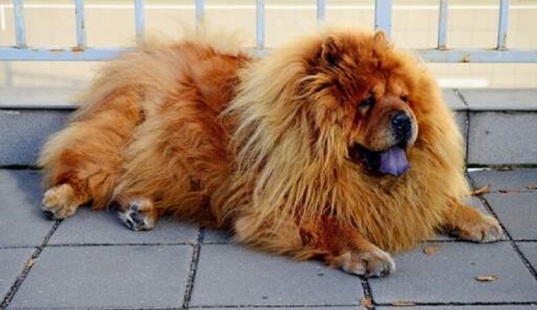 Θεσσαλονίκη: Ληστής «προδόθηκε» από τον σκύλο του