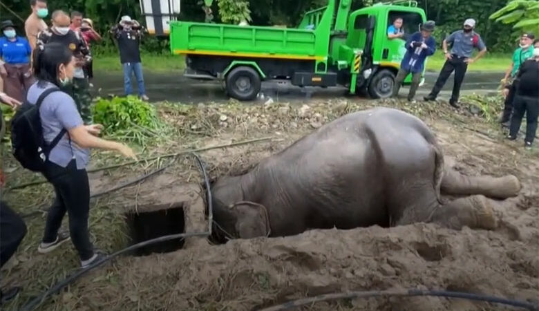 Ταϊλάνδη: Δραματική διάσωση μιας ελεφαντίνας και του μικρού της που είχε πέσει σε χαντάκι – Δείτε το βίντεο