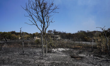 Φωτιά στη Λέσβο:  Επιστρέφουν στα σπίτια τους οι κάτοικοι Βρίσας και Σταυρού