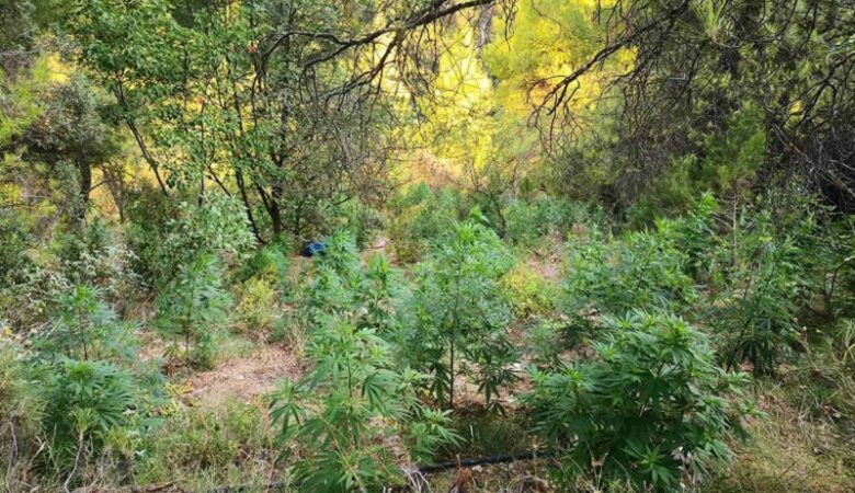 Χασισοφυτεία «μαμούθ» με 2.225 δενδρύλλια εντοπίστηκε στη Βοιωτία