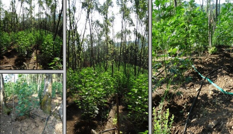 Λάρισα: Τεράστια χασισοφυτεία με πάνω από 2.100 δενδρύλλια εντοπίστηκε στον Δήμο Αγιάς