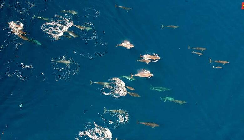 Αυτό είναι το μεγαλύτερο κοπάδι από δελφίνια που έχει καταγραφεί στην Ελλάδα με drone – Δείτε το βίντεο