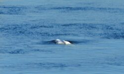 Γαλλία: Έβγαλαν από τα νερά του Σηκουάνα την παγιδευμένη φάλαινα Μπελούγκα