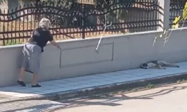 Θεσσαλονίκη: Τι υποστηρίζει η 75χρονη που κατηγορείται για κακοποίηση σκύλου