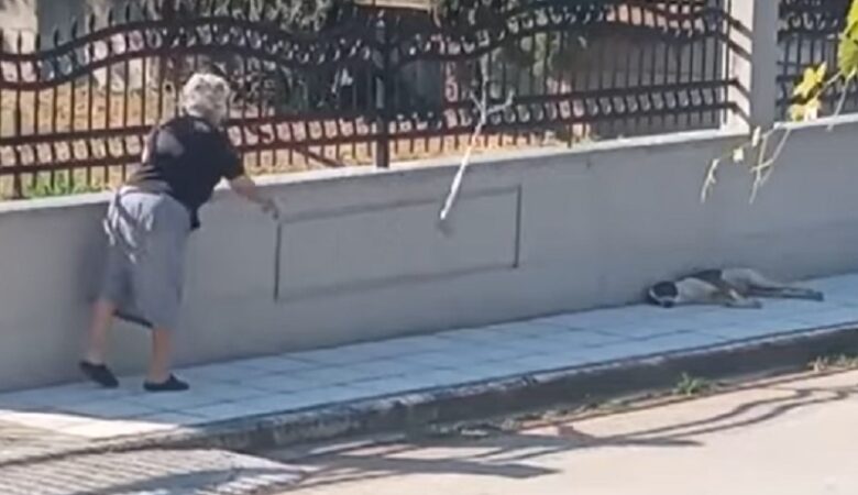 Θεσσαλονίκη: Δικογραφία σε βάρος 75χρονης για κακομεταχείριση αδέσποτου σκύλου