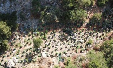Βοιωτία: Καλλιεργούσε δενδρύλλια κάνναβης μέσα σε χαράδρα στην Τανάγρα