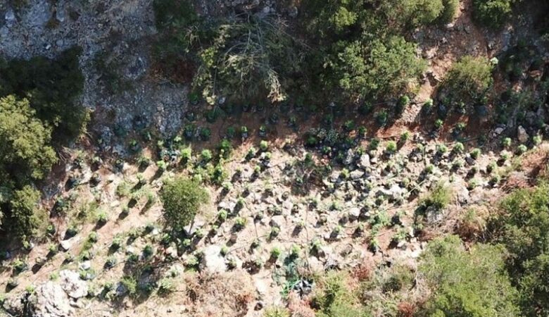 Βοιωτία: Καλλιεργούσε δενδρύλλια κάνναβης μέσα σε χαράδρα στην Τανάγρα