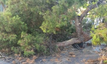 Σοκ στο Ηράκλειο: Νεκρός 51χρονος μοτοσυκλετιστής που τον καταπλάκωσε δέντρο