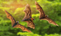 Βραδιά γνωριμίας με τις… νυχτερίδες διοργανώνεται στο Αγγελοχώρι