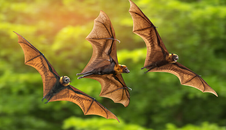 Βραδιά γνωριμίας με τις… νυχτερίδες διοργανώνεται στο Αγγελοχώρι