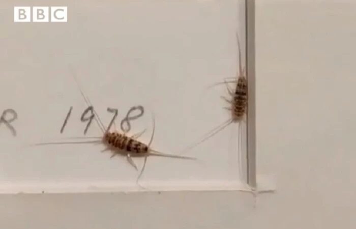 Ιράν: Κλείνει μουσείο μετά από βίντεο που δείχνει έντομα στα εκθέματα – Δείτε το