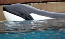 Βίντεο-σοκ με φυλακισμένη φάλαινα να χτυπιέται πάνω στα τζάμια ενυδρείου