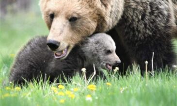 Νεκρή μητέρα αρκούδα από πυροβολισμό στην Καστοριά – Αυτή την περίοδο θήλαζε τα μικρά της