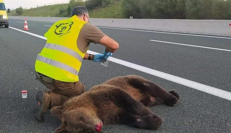 Φλώρινα: Ανησυχία για τους σκοτωμούς 4 αρκούδων στην ορεινή Ελλάδα