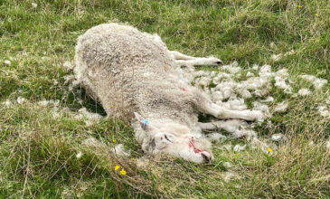 Μέτσοβο: Κεραυνός σκότωσε κοπάδι με περισσότερα από 50 πρόβατα
