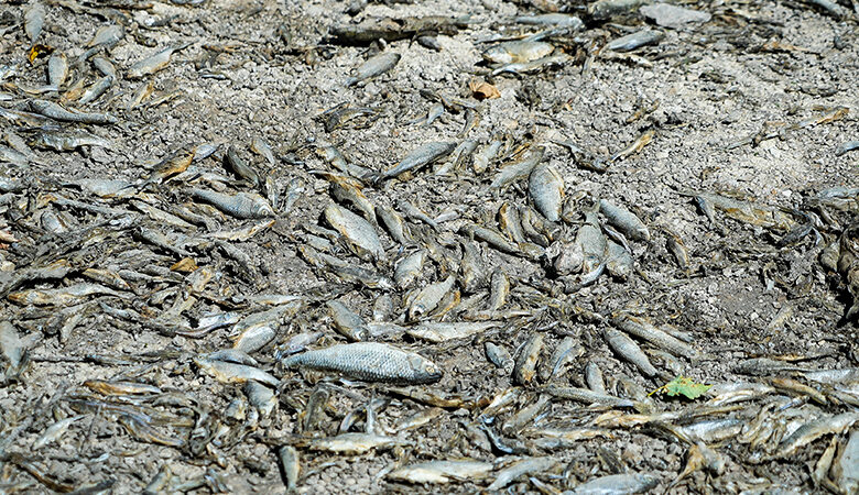 Γαλλία: Οκτώ τόνοι ψαριών πέθαναν από ασφυξία σε μια λίμνη