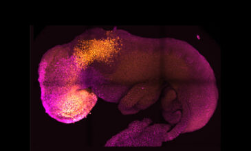 Οι επιστήμονες δημιούργησαν από βλαστοκύτταρα συνθετικό έμβρυο ποντικιού με εγκέφαλο και καρδιά που χτυπά