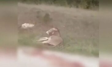 Δικηγόρος αντιδημάρχου Ζίτσας για την κακοποίηση γαϊδάρου: «Το ζώο είχε δεχθεί επίθεση από λύκο»