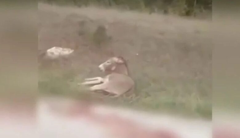 Δικηγόρος αντιδημάρχου Ζίτσας για την κακοποίηση γαϊδάρου: «Το ζώο είχε δεχθεί επίθεση από λύκο»