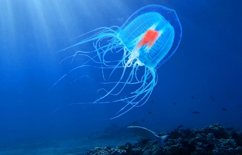 Η μέδουσα που δεν πεθαίνει ποτέ, μπορεί να κρατάει το «κλειδί» για την ανθρωπότητα