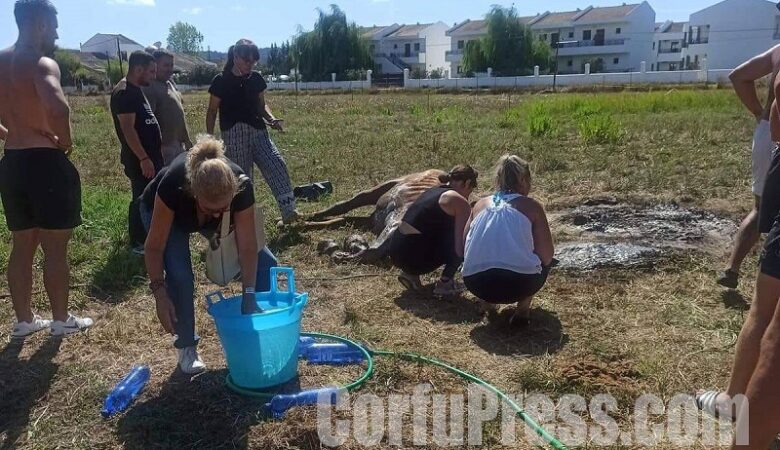 Φρικτός θάνατος αλόγου στην Κέρκυρα – Το άφησαν δεμένο κάτω από τον ήλιο χωρίς νερό και τροφή