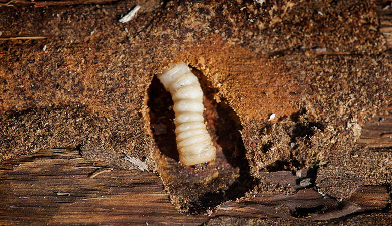 Το ξυλοφάγο έντομο μουριάς «χτύπησε» τον Δήμο Αλίμου – Πώς κάνει την ζημιά στα δέντρα