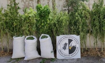 Τρεις συλλήψεις για καλλιέργεια κάνναβης σε Θεσσαλονίκη και Χαλκιδική