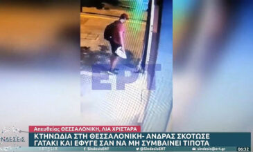 Θεσσαλονίκη: Άνδρας τσαλαπάτησε και σκότωσε γατάκι – Βίντεο -ντοκουμέντο