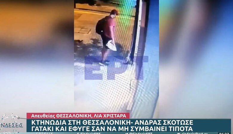 Θεσσαλονίκη: Οργή για τον άνθρωπο που σκότωσε γατάκι – Πληροφορίες ότι έχει εντοπιστεί