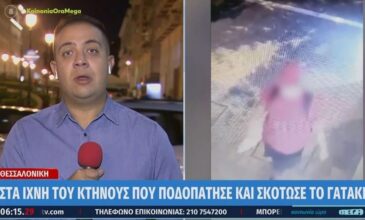 Θεσσαλονίκη: Πολύ κοντά στον εντοπισμό του άντρα που σκότωσε το γατάκι είναι οι Αρχές