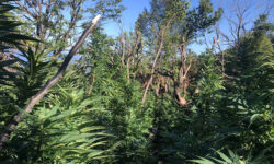 Ανώγεια: Εντοπίστηκε φυτεία με δενδρύλια κάνναβης