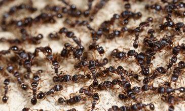 Τελικά πόσα μυρμήγκια υπάρχουν στη Γη; Η απάντηση θα σας σοκάρει