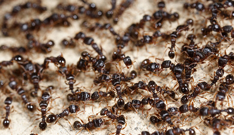 Τελικά πόσα μυρμήγκια υπάρχουν στη Γη; Η απάντηση θα σας σοκάρει