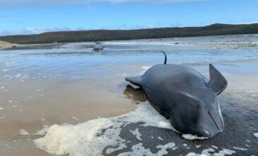 Αυστραλία: Νεκρές 200 φάλαινες που είχαν εξοκείλει σε παραλία της Τασμανίας